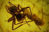 Two Fighting Fossil Ants (Formicidae) in Baltic Amber #159815-1
